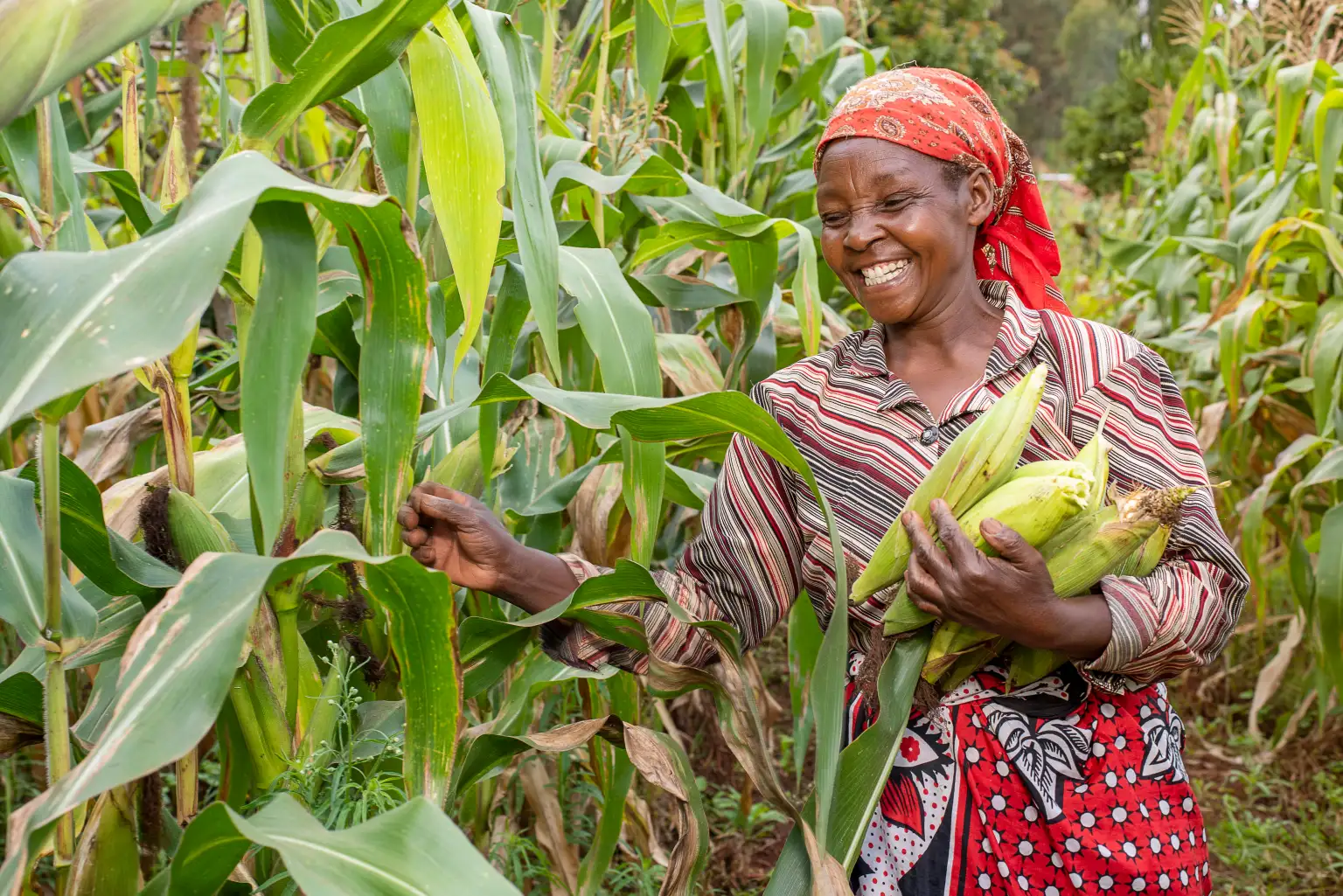 Woman picking corn in field